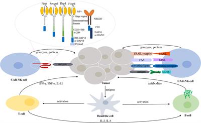 Frontiers | From CAR-T Cells To CAR-NK Cells: A Developing ...